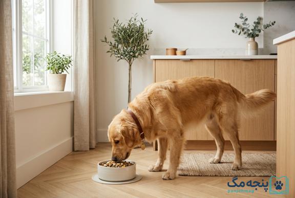 تغذیه مناسب سگ خانگی