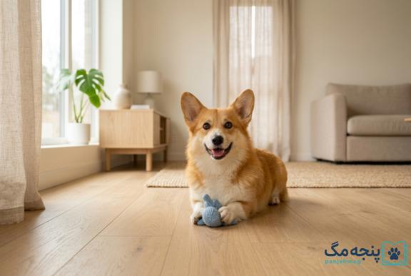بازی و فعالیت روزانه سگ خانگی برای سلامتی