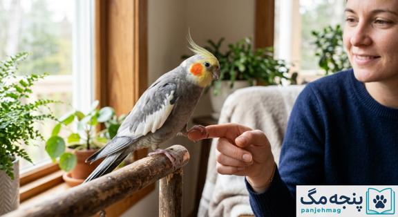 یه عروس هلندی خاکستری زیبا که با آرامش و اعتماد روی انگشت دست صاحبش نشسته